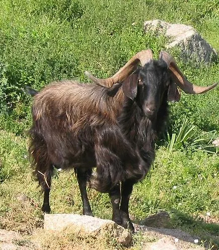 מלון Restaurant Le Torrent 2*