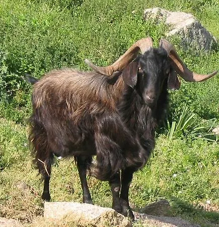 Hotel Restaurant Le Torrent 2*